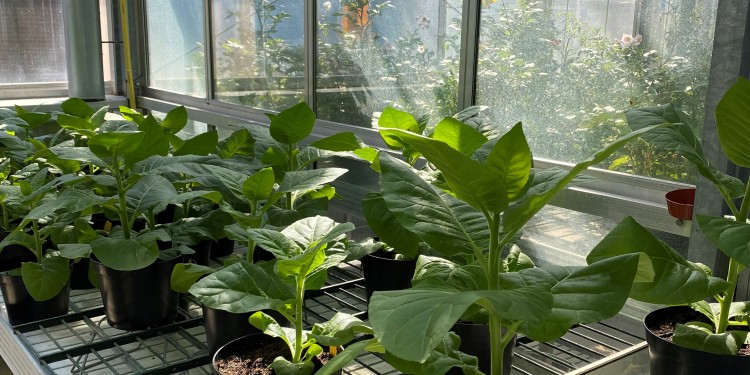 The tobacco plants were cultivated in the greenhouse for the tests.<address>© Uni MS - Antje von Schaewen</address>