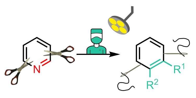 The skeletal editing of pyridines is a useful technique in organic synthesis, and one which is promising as regards the development of new drugs. The process resembles an "operation" on a molecule, surgically removing one fragment and skilfully attaching another one.<address>© University of Münster – Studer working group</address>
