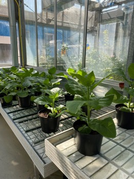 Gentechnisch veränderte Tabakpflanzen ermöglichen die Untersuchung molekularer Mechanismen.<address>© Uni MS - Antje von Schaewen</address>