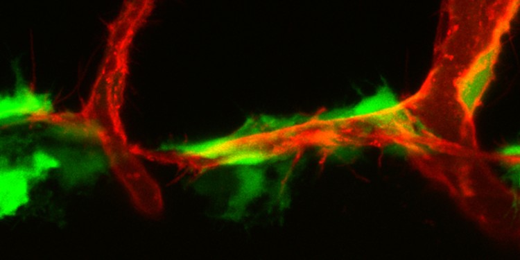 Sich entwickelnde Lymphgefäße im Zebrafisch: Zellen des Bindegewebes (Fibroblasten, grün) produzieren das Protein VEGF-C und beeinflussen die Migration von lymphatischen Endothelzellen (rot). Durch den Einsatz von Gentechnik gelingt es, die beiden Zelltypen zu markieren und sichtbar zu machen.<address>© Andreas van Impel</address>