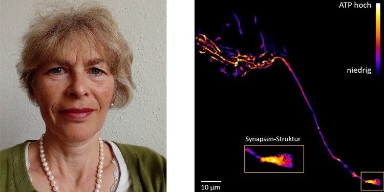 Prof Dr Karin Busch (left) and ATP content in mitochondria<address>© Uni MS - AG Busch</address>
