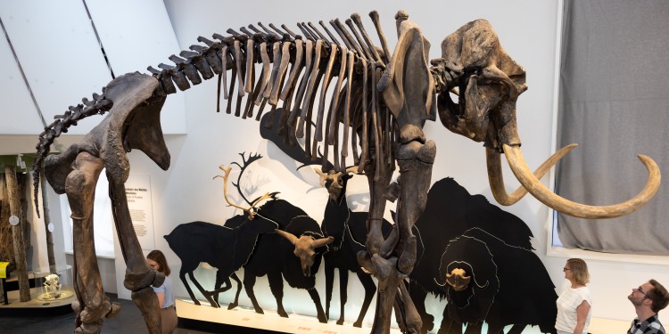 Das Ahlener Mammut ist das Wahrzeichen des Geomuseums.<address>© Uni MS - Peter Leßmann</address>