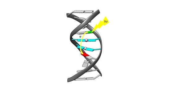 Durch Licht wird ein Elektron aus einer künstlichen DNA-Base freigesetzt (Elektronendonor, grün) und durch den DNA-Strang zu einer „Falle“ in der DNA geleitet (rot). Die blauen Basen sind künstlichen Nukleobasen, die metallvermittelte Basenpaare ausbilden können.<address>© Uni MS - Nils Flothkötter</address>