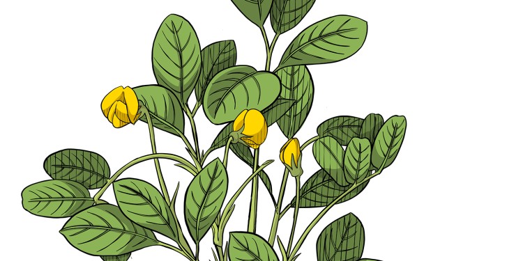 Die Erdnuss gehört zur Familie der Fabaceae, die im Mittelpunkt der Ausstellung im Botanischen Garten steht.<address>© Illustration: Bjoern von Schulz</address>