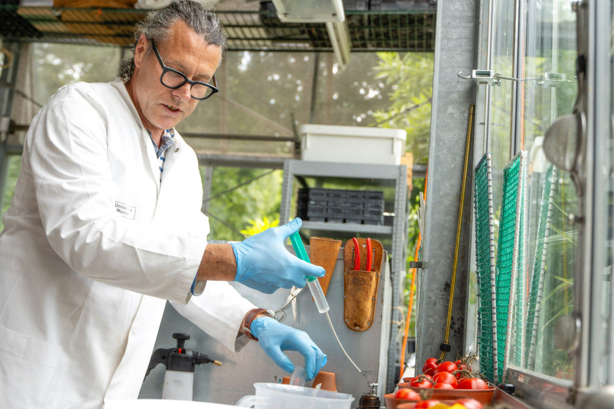 Zu sehen ist Dirkt Schmidt in einem weiß Kittel. Im Gewächshaus nutzt er einen Spritze mit einem kleinen Schlauch, um Tomatenpflanzen vorzubereiten.© Uni Münster - Linus Peikenkamp