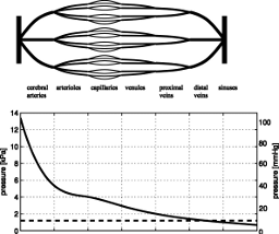 cerebral vessel system