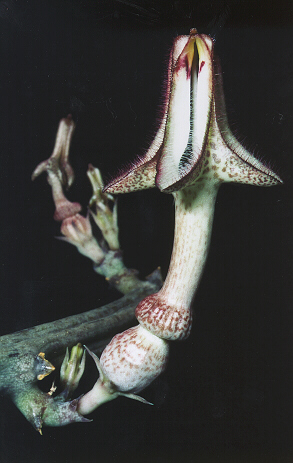 apocynacea.jpg (97531 Byte)