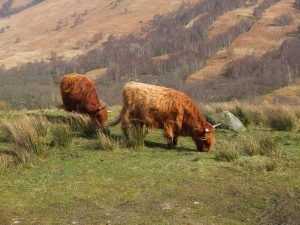 highlandcow