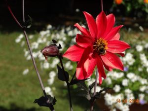 complexe horticole
