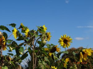 complexe horticole