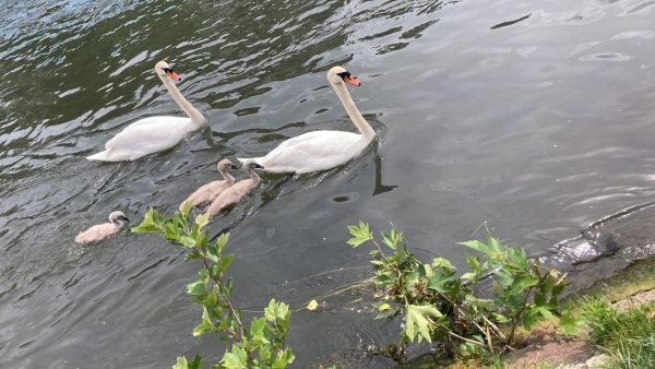 Schwanenfamilie auf der Ill
