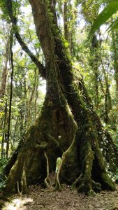 Im Parque Nacional La Tigra