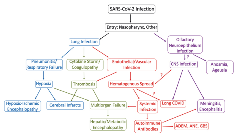 Olfactory dysfunction in COVID-19: pathology and long-term