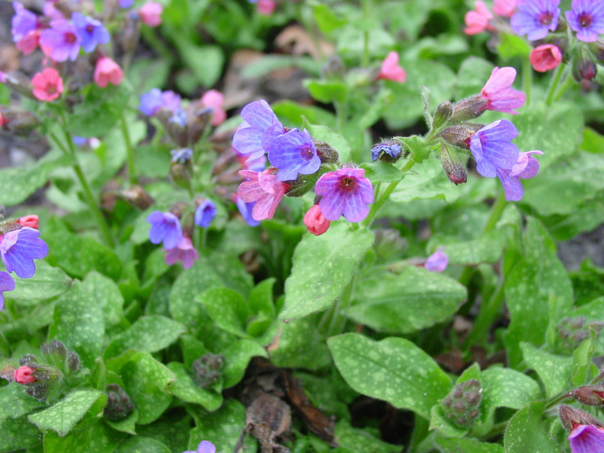 Gefleckte Lungenkraut (Pulmonaria officinalis)