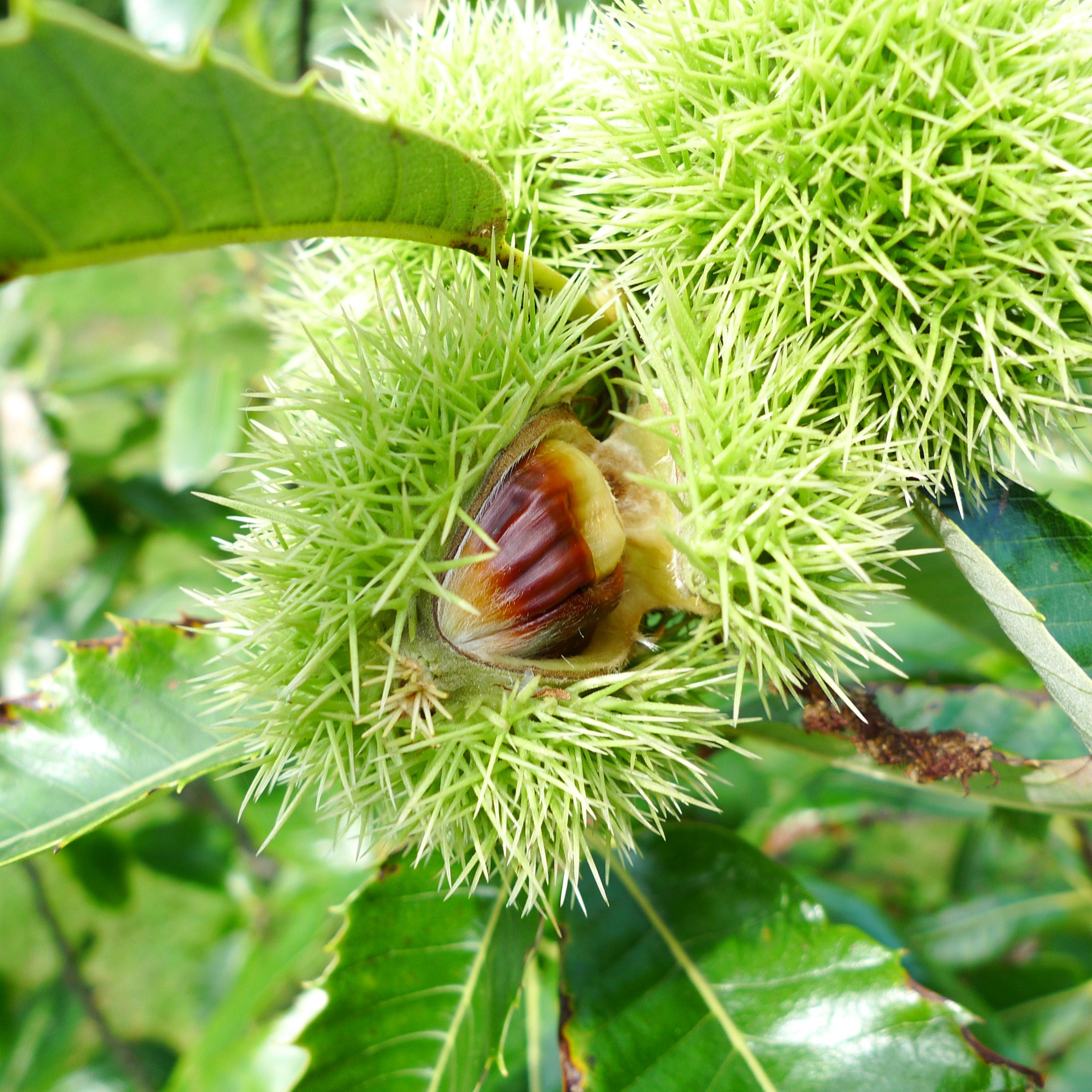 Esskastanie
