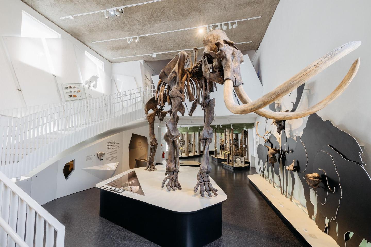 Wollhaarmammut