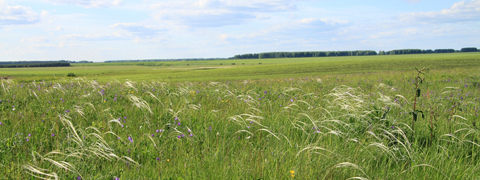 Fig. 2: Species-rich meadow steppe (photo: Wanja Mathar)