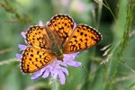 Fig. 4: Lesser Marbled Fritillary (Brenthis ino), one of the commonest butterflies and an indicator of land abandonment (picture: Johannes Kamp)