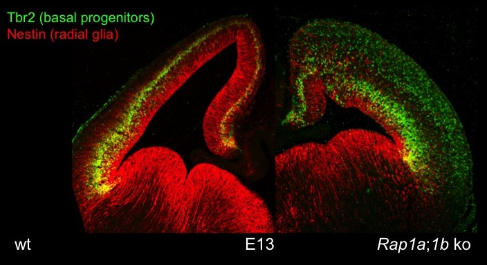 Figure 3. Disorganization of the Rap1-deficient cortex.