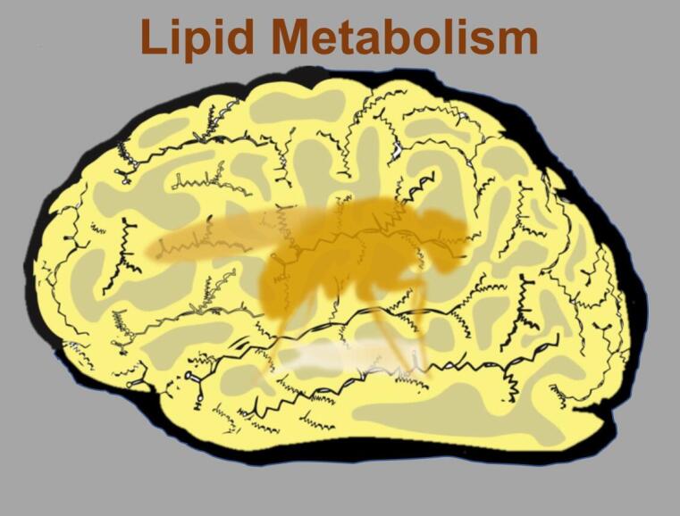 Neurobiologie – Lipid Metabolism
