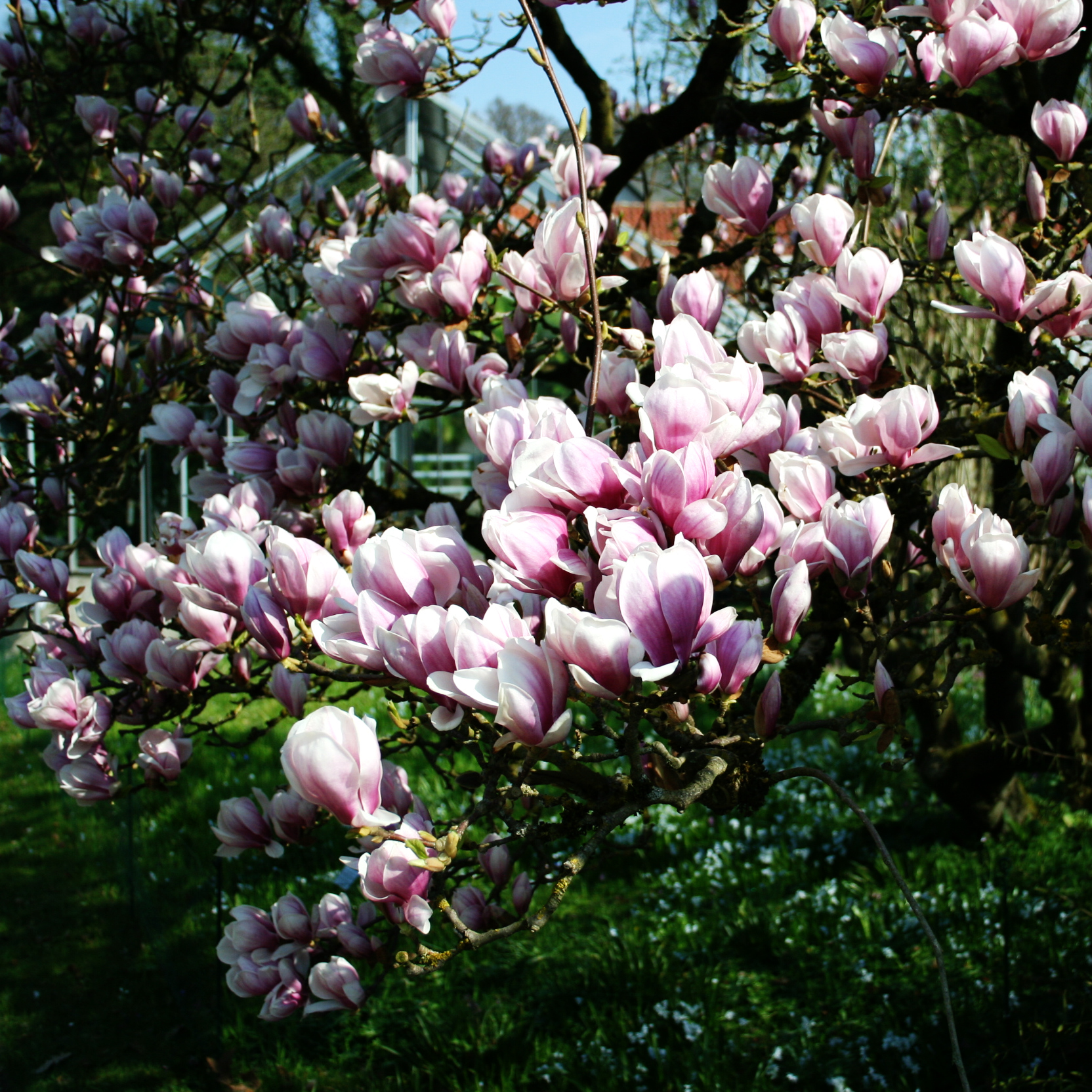 Tulpen-magnolie 1-1