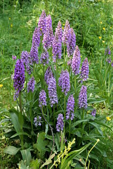 Geflecktes Knabenkraut