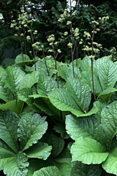 Kastanien-Schaublatt