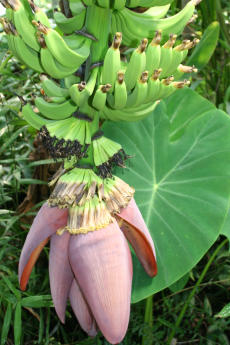 Japanische Faserbanane