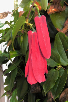 Chilenische Wachsglocke