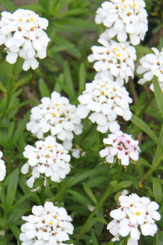 Immerblühende Schleifenblume