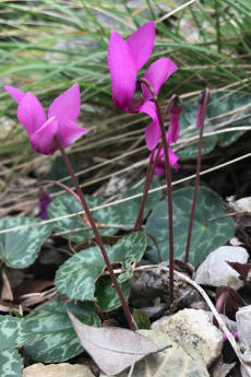 Europäisches Alpenveilchen