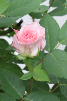 Strauchrose `Rose von Münster`