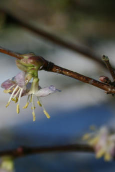 Winterblühende Heckenkirsche