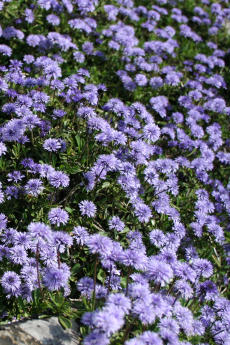 Herzblättrige Kugelblume