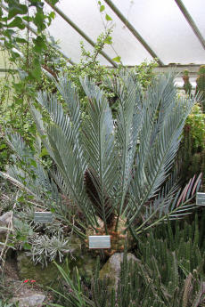 Brotpalmfarn