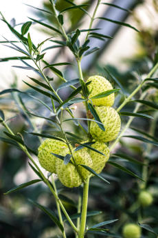 Schwanen-Seidenpflanze