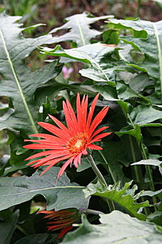 Barberton Gerbera