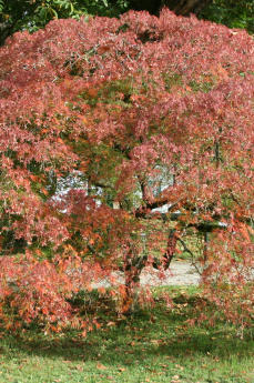 Schlitzblättriger Japanischer Ahorn