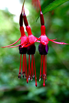 Scharlach-Fuchsie