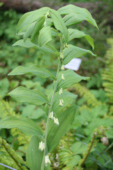 Vielblütiger Salomonssiegel
