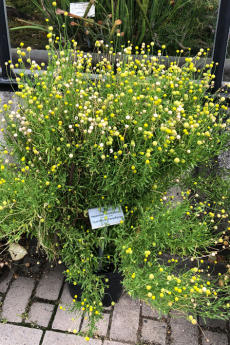 Gummibärchenpflanze