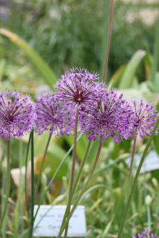 Paukenschläger-Lauch