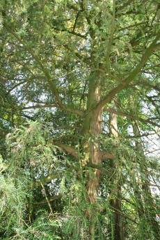 Kalifornische Nusseibe