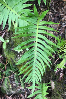 Gewöhnlicher Tüpfelfarn