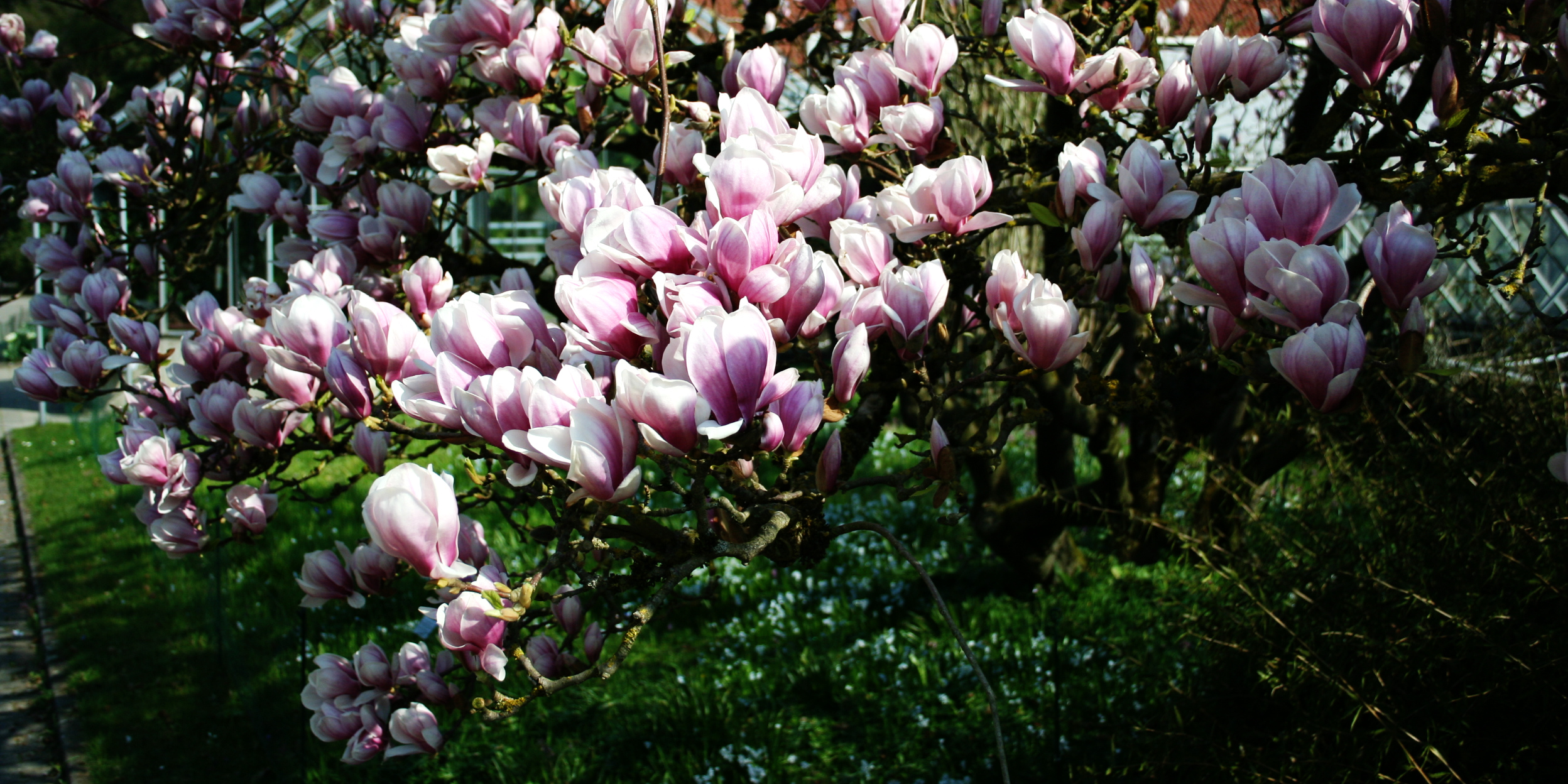 Tulpen-magnolie 2-1