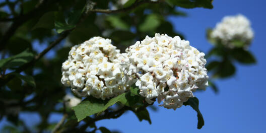 Koreanischer Schneeball