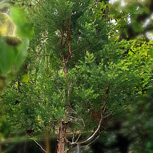Australischer Teebaum