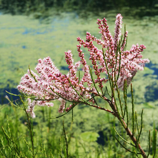 Kleinblütige Tamariske