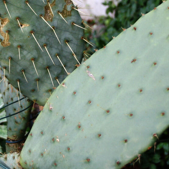 Kuhzungenoptuntie - Pflanzenpatenschaft im Botanischen Garten