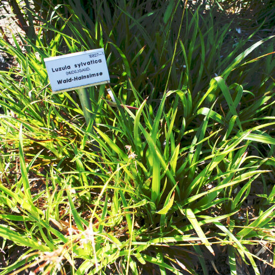 Wald-Hainsimse - Pflanzenpatenschaft im Botanischen Garten